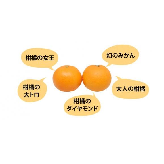 せとか 送料無料 希少品種 柑橘の女王 ハウス栽培 熊本県三角産  秀品2kg入04
