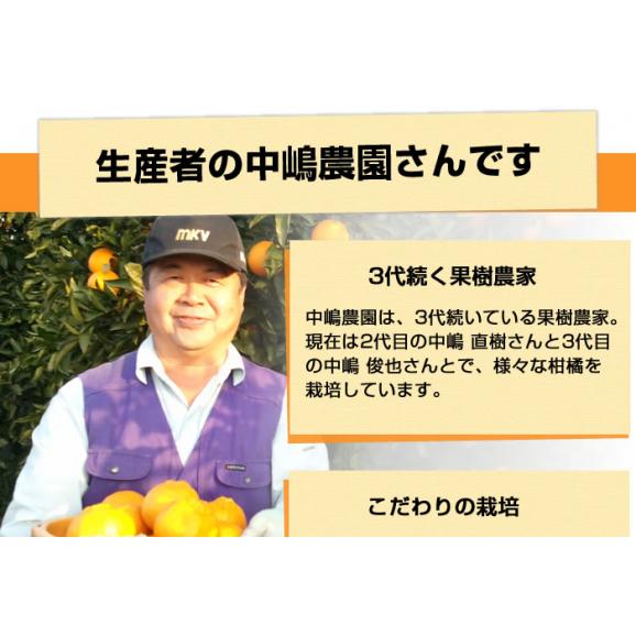 せとか 送料無料 希少品種 柑橘の女王 ハウス栽培 熊本県三角産  秀品2kg入05