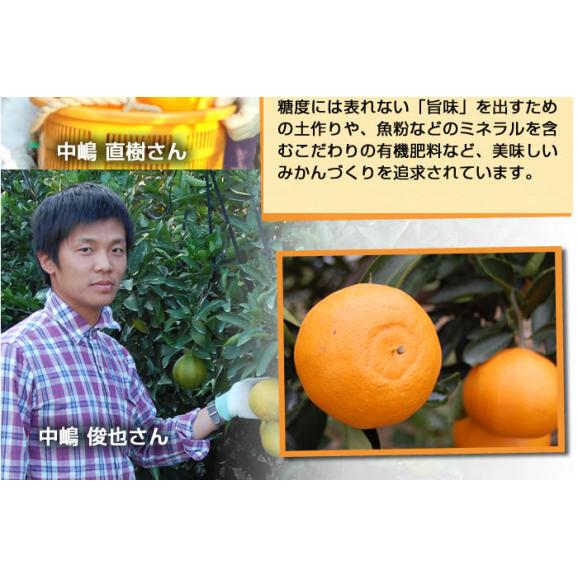 せとか 送料無料 希少品種 柑橘の女王 ハウス栽培 熊本県三角産  秀品2kg入06