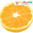 みかん 送料無料 訳あり 1.5kg 熊本県産 蜜柑 ミカン 柑橘 フルーツ 2セット購入で1セット 3セット購入で3セットおまけ 【1月上旬ごろより順次出荷開始】
