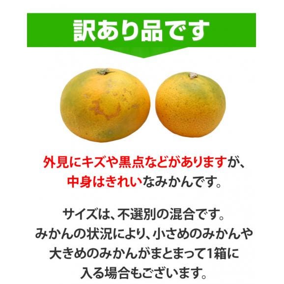 みかん 送料無料 訳あり 1.5kg 熊本県産 蜜柑 ミカン 柑橘 フルーツ 2セット購入で1セット 3セット購入で3セットおまけ 【1月上旬ごろより順次出荷開始】06