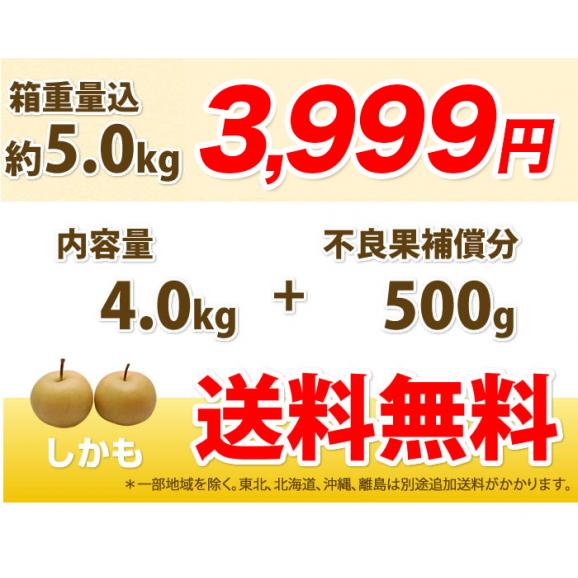 訳あり梨 箱込約5kg 内容量4kg+不良果補償分500g 送料無料 九州産 豊水 幸水 秋月 新高 別途追加送料東北200円 北海道400円 沖縄離島1000円03