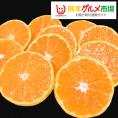 みかん 約10kg 送料無料 訳あり箱込10kg 内容量9kg＋補償分500g 早生 温州 熊本みかん 蜜柑 ミカン 熊本県産　【1月上旬ごろより順次出荷開始】