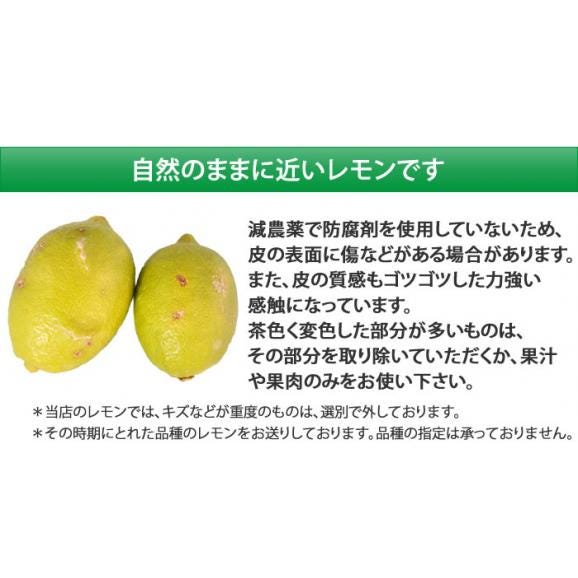 レモン 希少な国産 熊本県三角産 2kg れもん 檸檬04