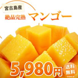 マンゴー 送料無料 沖縄県宮古島産 完熟マンゴー  約800g~900g 2~3玉入り