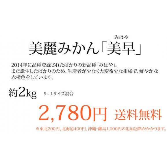 【プレミアム柑橘】みはや みかん 送料無料 2kg 熊本県産 柑橘 ミカン 03