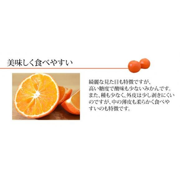 【プレミアム柑橘】みはや みかん 送料無料 2kg 熊本県産 柑橘 ミカン 04