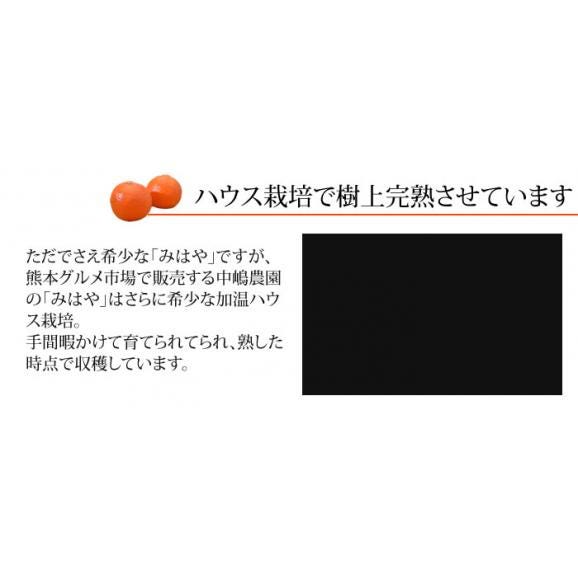 【プレミアム柑橘】みはや みかん 送料無料 2kg 熊本県産 柑橘 ミカン 05