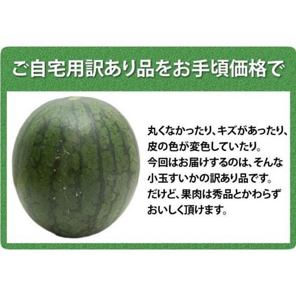 スイカ 送料無料 小玉すいか 熊本県産 ご自宅用 訳あり 計約2.3kg~2.5kg 2玉 サイズ不揃い06