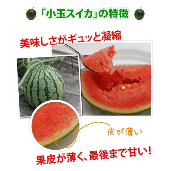 スイカ 送料無料 小玉すいか 熊本県産 ご自宅用 訳あり Lサイズ 2玉 計約3kg以上04