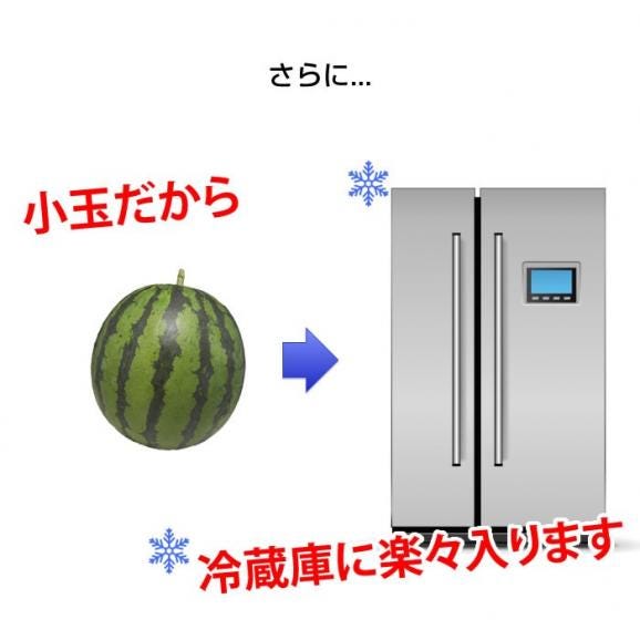 スイカ 送料無料 小玉すいか 熊本県産 ご自宅用 訳あり Lサイズ 2玉 計約3kg以上05