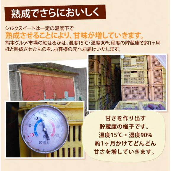 Amazon | シルクスイート 20kg (10kg×2箱セット) 土付き生芋 (M