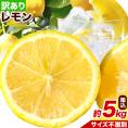 訳あり レモン 箱込5kg 熊本県産 送料無料 れもん 檸檬 ご自宅用 国産