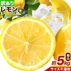 訳あり レモン 箱込5kg 熊本県産 送料無料 れもん 檸檬 ご自宅用 国産