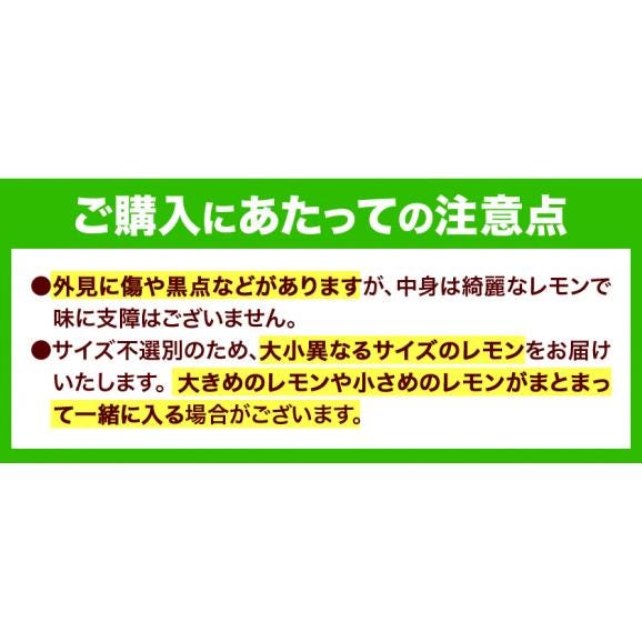 訳あり レモン 箱込5kg 熊本県産 送料無料 れもん 檸檬 ご自宅用 国産04