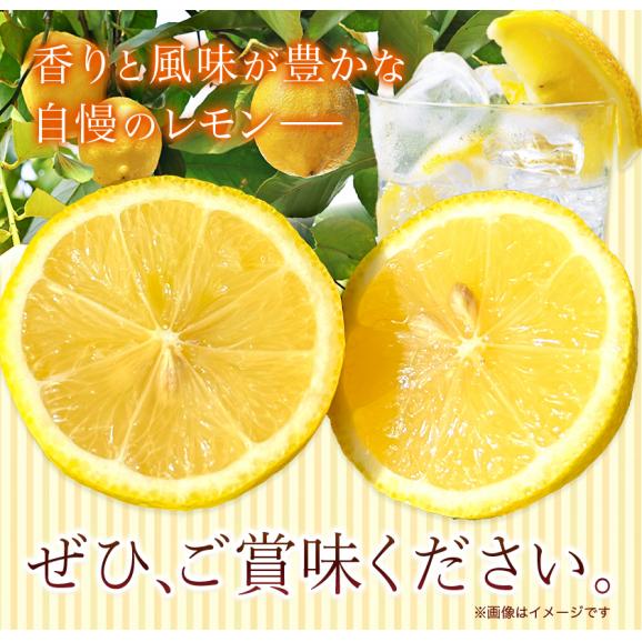 訳あり レモン 箱込5kg 熊本県産 送料無料 れもん 檸檬 ご自宅用 国産06