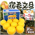 高知産 土佐文旦 ”宿毛文旦” 訳あり 3L～大サイズ 約4～5kg 産地箱【予約 2月以降】 送料無料