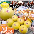 熊本県八代特産 ”晩白柚” ばんぺいゆ ちょっと訳あり Lサイズ 6玉 約10kg 無印【予約 12月以降】 送料無料