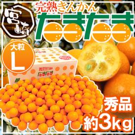 宮崎県 ”完熟きんかん たまたま” 秀品 Lサイズ 約3kg【予約 2月中旬以降】 送料無料