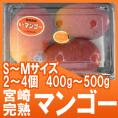 ”宮崎マンゴー” 中玉 S～Mサイズ 2～4玉前後 約400～500g パック入り【予約 3月下旬以降】