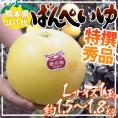 ”熊本県八代特産 晩白柚” ばんぺいゆ 秀品 Lサイズ 約1.5～1.8kg【予約 12月以降】