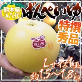 熊本県八代特産 ”晩白柚” ばんぺいゆ 秀品 Lサイズ 約1.5～1.8kg【予約 12月以降】