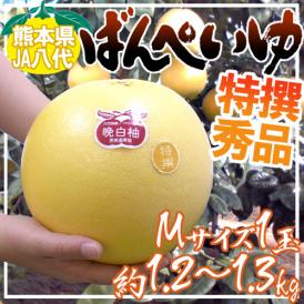 熊本県八代特産 ”晩白柚” ばんぺいゆ 秀品 Mサイズ 約1.2～1.3kg【予約 12月以降】