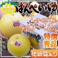 熊本県八代特産 ”晩白柚” ばんぺいゆ 秀品 Lサイズ 1玉 約1.5～1.8kg 化粧箱入り【予約 12月以降】 送料無料