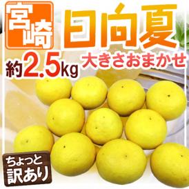 宮崎県産 ”日向夏” ちょっと訳あり 約2.5kg 大きさおまかせ【予約 2月末以降】 送料無料