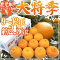 鹿児島産 ”デコポン 大将季” 秀品 9～12玉 約2.5kg【予約 1月下旬以降】 送料無料