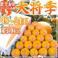 鹿児島産 ”デコポン 大将季” 秀品 18～24玉 約5kg【予約 1月下旬以降】 送料無料