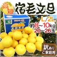 高知産 土佐文旦 ”宿毛文旦” 訳あり L～2Lサイズ 約8～10kg 産地箱【予約 2月以降】 送料無料
