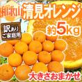 ”和歌山産 清見オレンジ” 訳あり 約5kg 大きさおまかせ【予約 3月以降】 送料無料