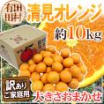 和歌山・田村産 ”清見オレンジ” 訳あり 約10kg 大きさおまかせ【予約 3月中下旬以降】 送料無料