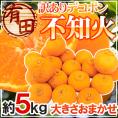 ”和歌山 有田産 不知火・しらぬい（訳ありデコポン）” 約5kg 大きさおまかせ【予約 2月下旬以降】 送料無料