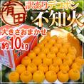 ”和歌山 有田産 不知火・しらぬい（訳ありデコポン）” 約10kg 大きさおまかせ【予約 2月以降】 送料無料