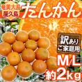 奄美大島・屋久島産 ”たんかん” 訳あり M～L 約2kg【予約 2月以降】 送料無料