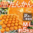 奄美大島・屋久島産 ”たんかん” 訳あり M～L 約5kg【予約 2月以降】 送料無料