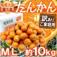 奄美大島・屋久島産 ”たんかん” 訳あり M～L 約10kg【予約 2月以降】 送料無料