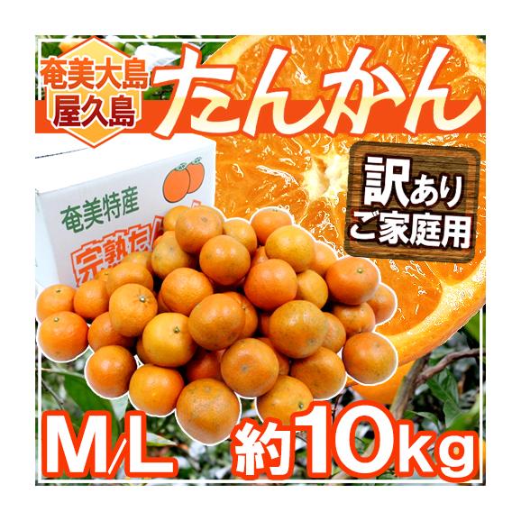 奄美大島・屋久島産 ”たんかん” 訳あり M~L 約10kg【予約 2月 奄美大島・屋久島産 ”たんかん” 訳あり M~L 約10kg【予約 2月