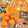 奄美大島・屋久島産 ”たんかん” 訳あり 2L以上 約2kg【予約 2月以降】 送料無料