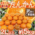 奄美大島・屋久島産 ”たんかん” 訳あり 2L以上 約5kg【予約 2月以降】 送料無料