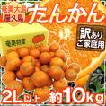 奄美大島・屋久島産 ”たんかん” 訳あり 2L以上 約10kg【予約 2月以降】 送料無料