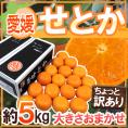 愛媛産 ”せとか” ちょっと訳あり 約5kg 大きさおまかせ 産地箱【予約 1月末以降】 送料無料