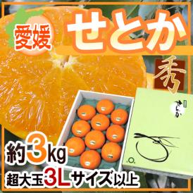 「柑橘の大トロ」海外からも注目を浴びる柑橘界のプリンス！