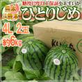 熊本県 JA鹿本 ”小玉すいか ひとりじめ” 秀・優 4L2玉 約6kg【予約 4月以降】 送料無料