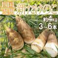 ”新たけのこ” 秀品 3～6本 約4kg 西日本産（九州・四国）【予約 3月下旬以降】 送料無料