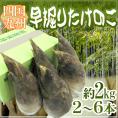 早掘り ”たけのこ” 2～6本 約2kg 西日本産（九州・四国）【予約 3月下旬以降】 送料無料