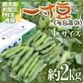 九州・和歌山産他 ”一寸豆（そら豆）” 大粒Lサイズ 約2kg【予約 4月以降】 送料無料