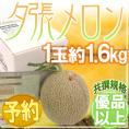 北海道 ”夕張メロン” 共撰・優品 1玉 約1.6kg【予約 7月中下旬以降】 送料無料